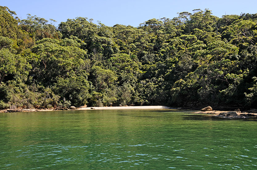 Image result for coastal wetlands sydney