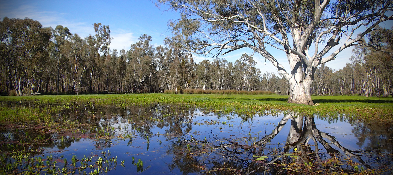 Image result for Murray-Darling basin wetlands