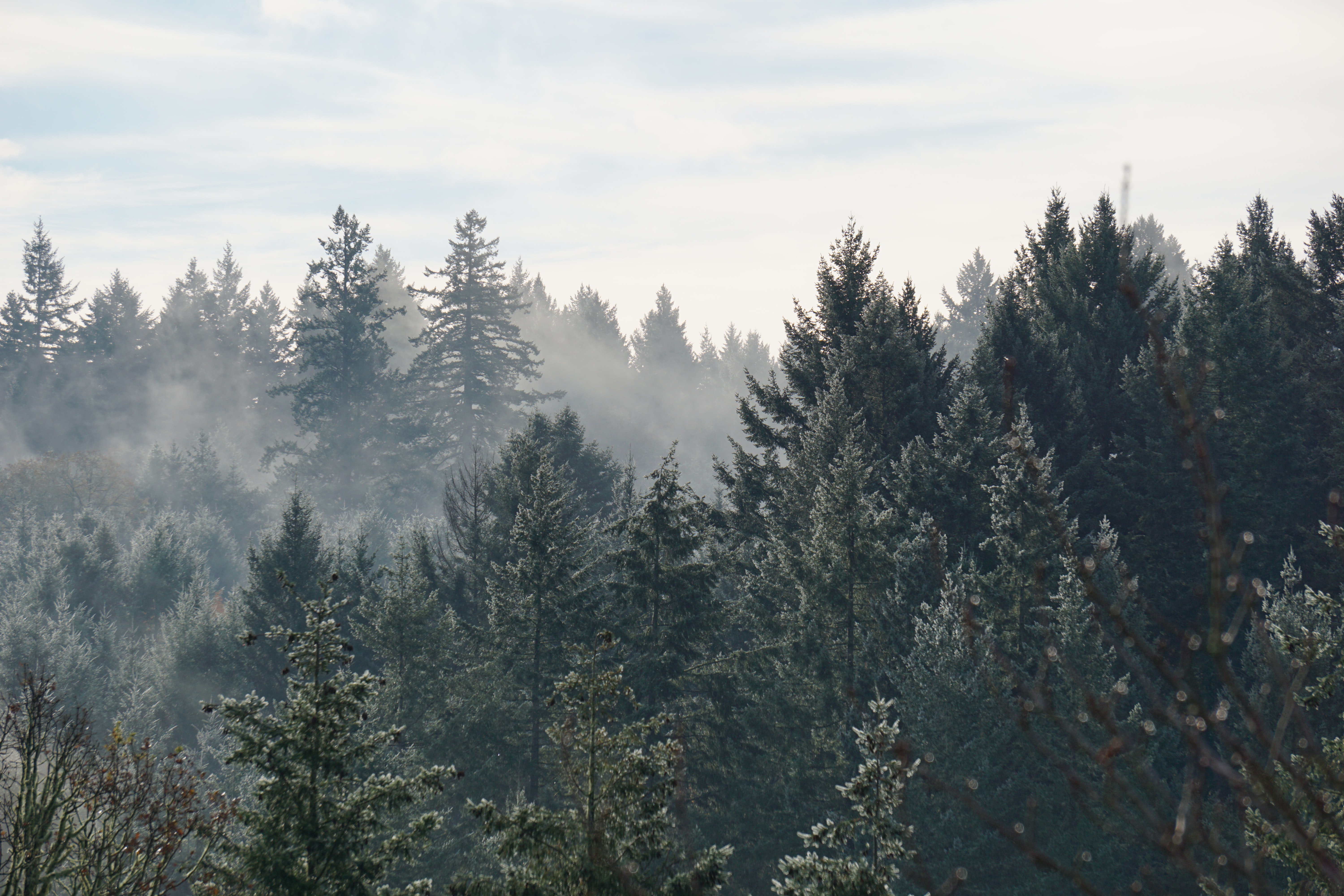 aerial view of foggy forest