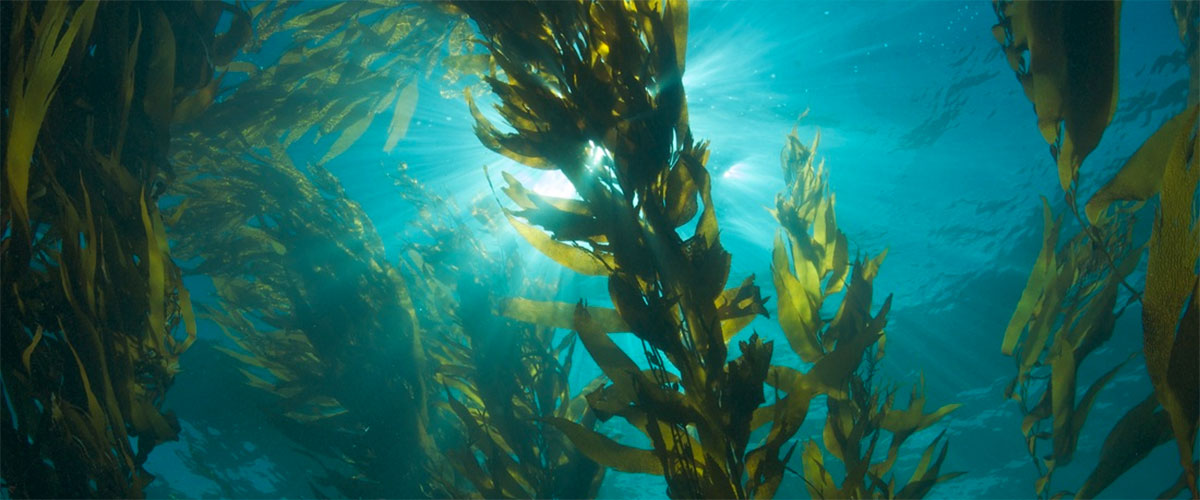 Image result for Alaskan kelp forest