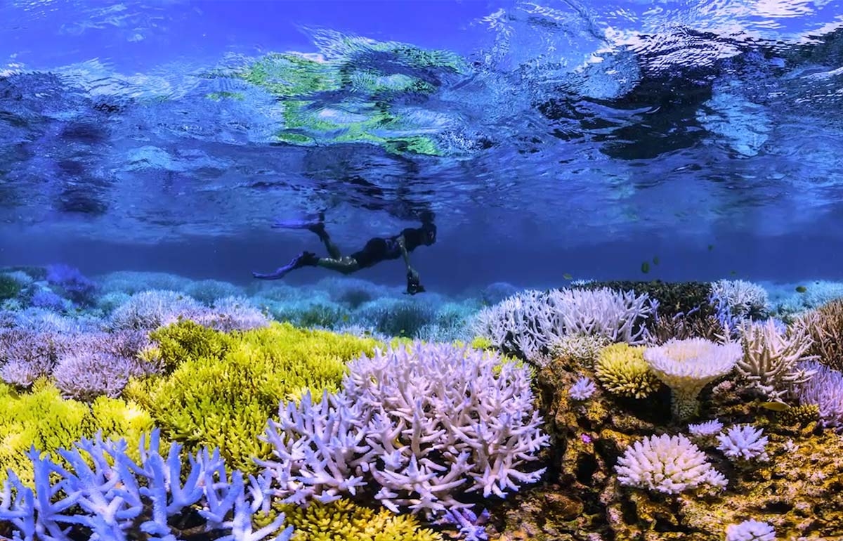 Chasing Coral - Geographical Magazine