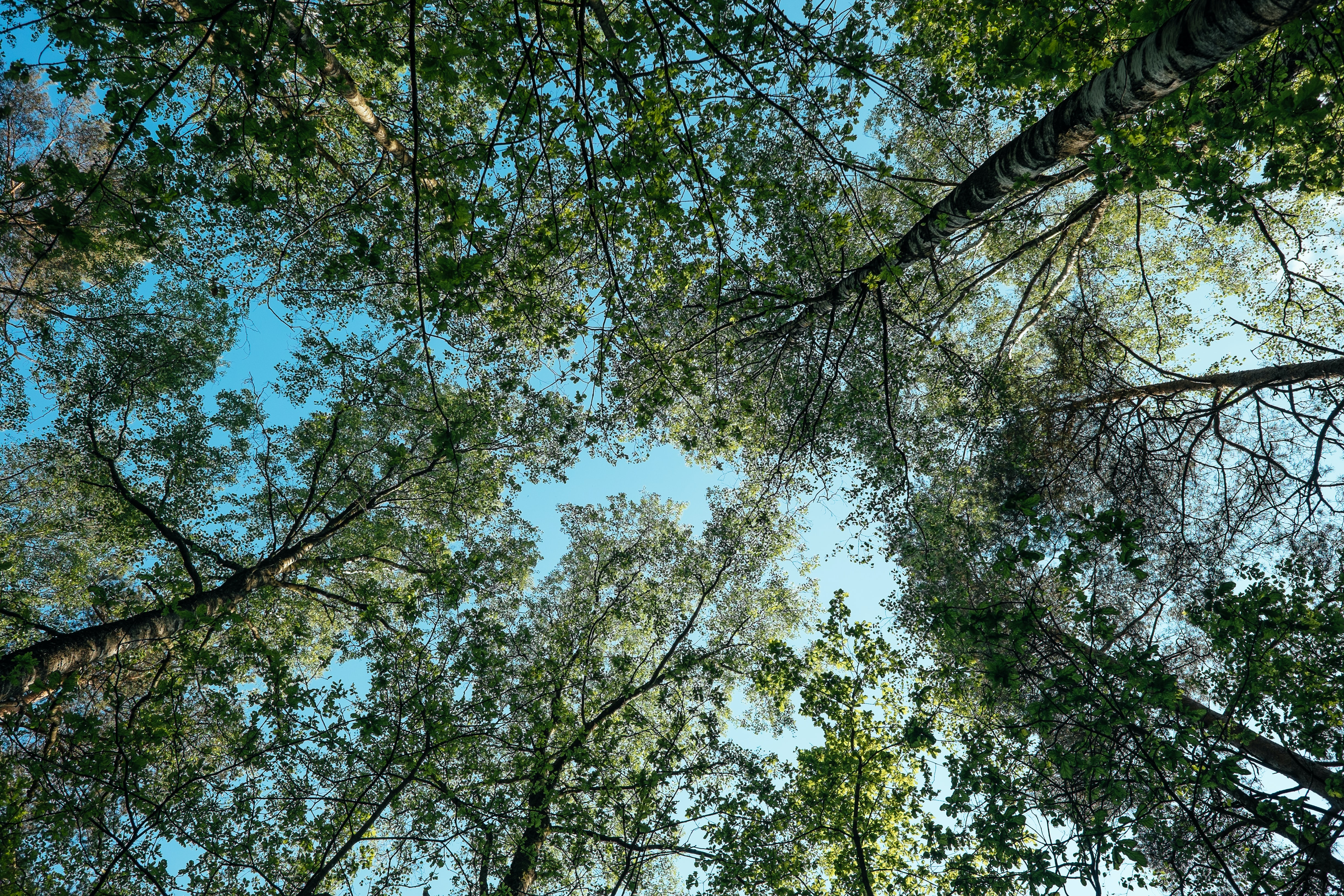 worm's-eye view of green trees