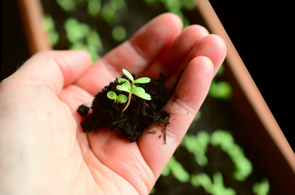 Plant, Little Plants, Sow, Grow, Cultivate, Sapling