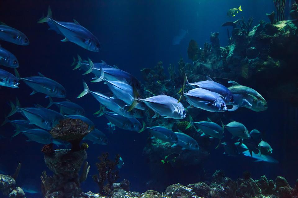 Animal, Aquarium, Aquatic, Blue, Coral, Dark, Deep