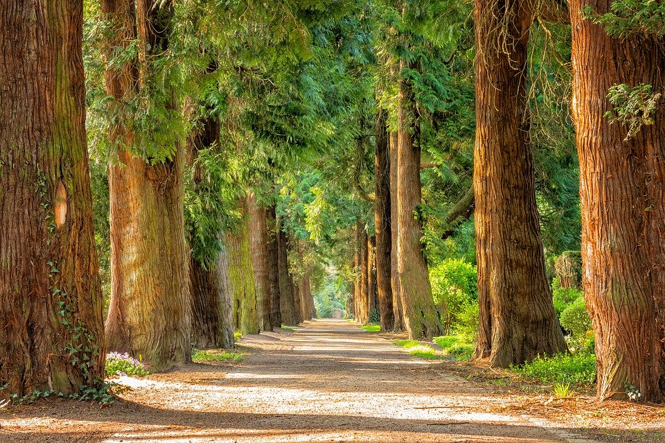 Avenue, Trees, Tree Lined, Path, Trail, Forest, Woods
