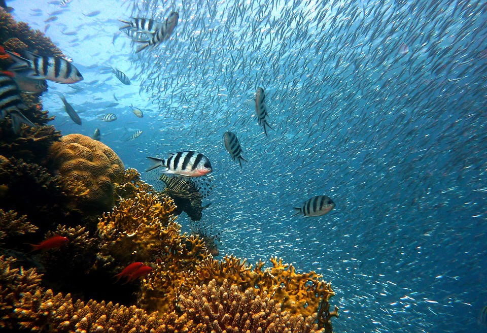 Fish, Underwater, Corals, Sea, Ocean, Coral Reef