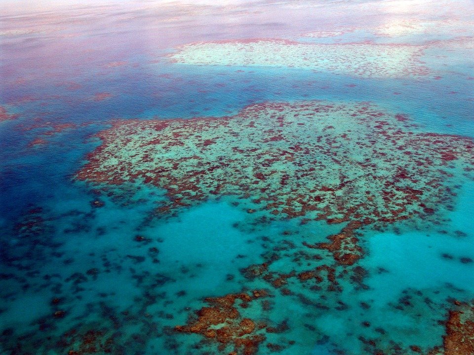 Great Barrier Reef, Dive, Diving, Corals, Ocean