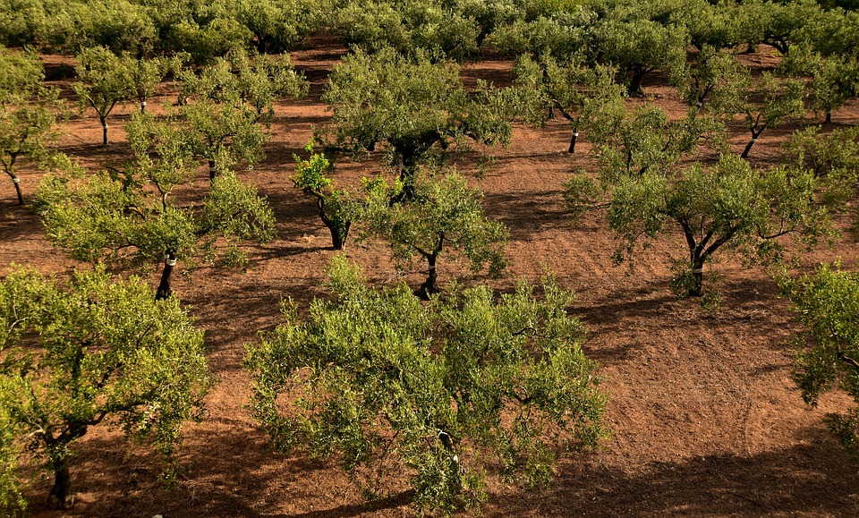 Olive Trees, Olive Field, Mediterranean, Agriculture