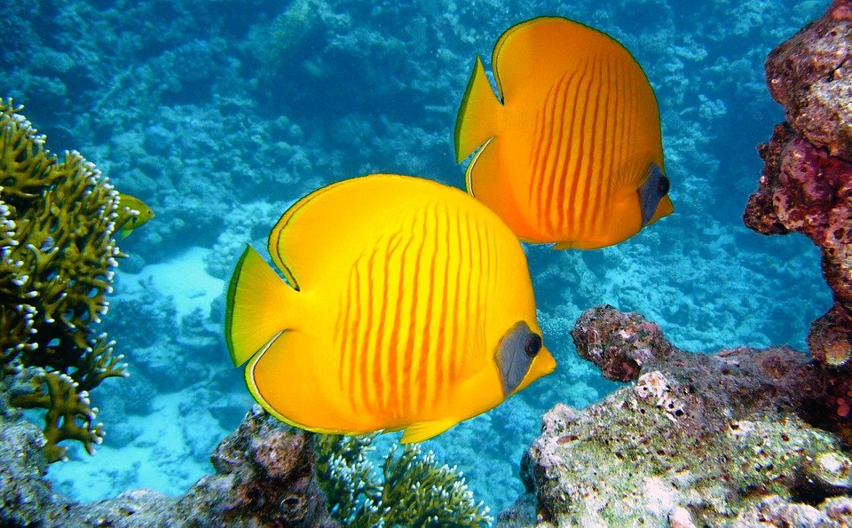 Lemon Butterflyfish, Fishes, Exotic, Tropical, Yellow