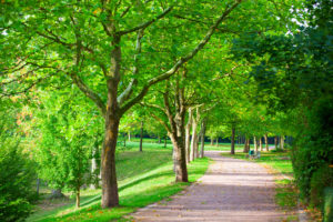 Pedestrian,Walkway,For,Exercise,Lined,Up,With,Beautiful,Tall,Trees
