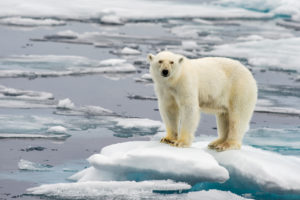 Polar,Bear,On,Melting,Ice,Floe,In,Arctic,Sea